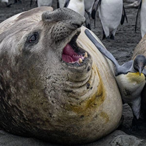 King penguin (Aptenodytes patagonicus) caught between two huge Southern elephant seals (Mirounga leonina) Gold Harbour, South Georgia Island