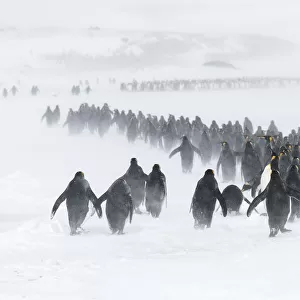 King penguins (Aptenodytes patagonicus) congregate in winding columns seeking shelter