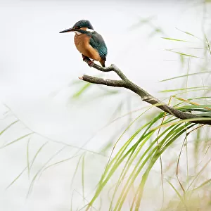 Kingfisher (Alcedo atthis) perched on branch, Black Forest, Baden-Wurttemberg, Germany