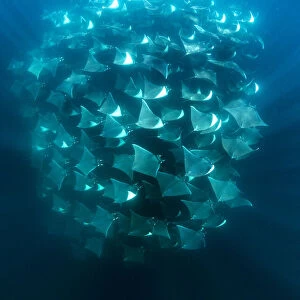 Large school of Munks devil rays (Mobula munkiana) aggregating. West Coast of Baja California Peninsula, Mexico. Pacific Ocean