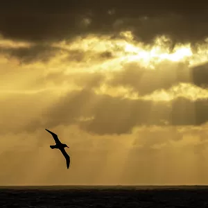 Light Mantled Albatross