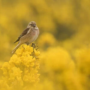 Linnet (Carduelis cannabina) male in yellow flowered gorse, Sheffield, England, UK, April