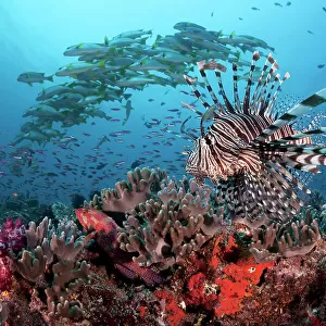 Lionfish (Pterois volitans) patrolling the edge of Suzie's Bommie, a healthy reef and popular dive site accessible from Lololata Island Resort near Port Moresby, Coral Sea, Papua New Guinea