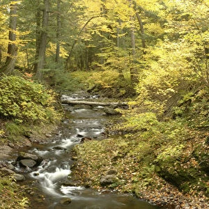 Little Carp River and autumn woodland, Porcupine Mountains State Park, Upper Peninsula