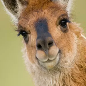 Camelids Collection: Llamas