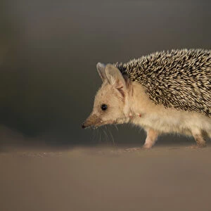Erinaceidae Collection: Long-eared Hedgehog