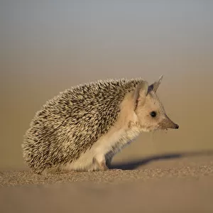 Erinaceidae Collection: Desert Hedgehog