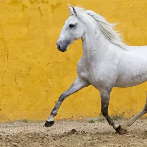 Lusitano horse, grey stallion trotting, Portugal