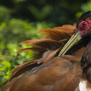 Ibises Collection: Madagascan Ibis