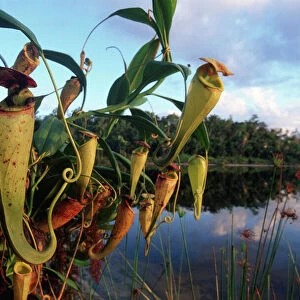 Madagascar pitcher plants {Nepenthes madagascariensis} Pangalanes canal, East Madagascar