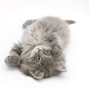 Maine Coon kitten, 8 weeks, lying on its back, looking up in a playful manner