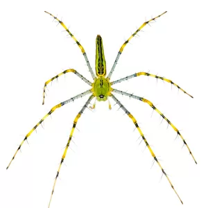 Spiders Collection: Green Lynx Spider