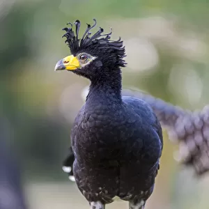 Curassows Collection: Bare Faced Curassow