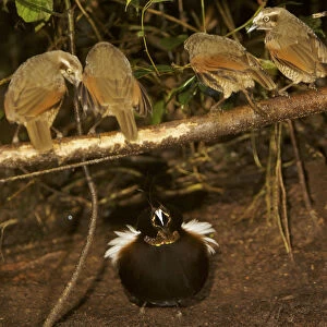 Male Carolas Parotia (Parotia carolae) bird of paradise displaying on his display