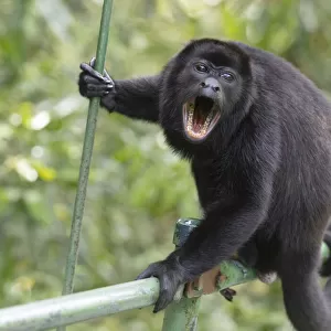 Atelidae Collection: Mantled Howler Monkey