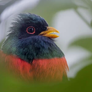 Trogons Collection: Masked Trogon