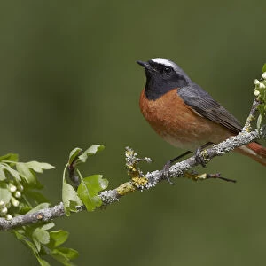 Chats And Flycatchers Collection: Common Redstart