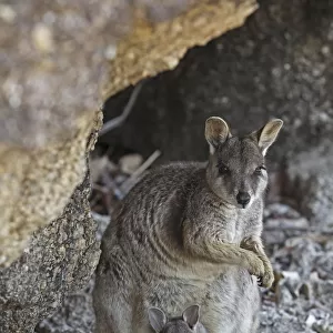 Macropodidae Collection: Mareeba Rock Wallaby
