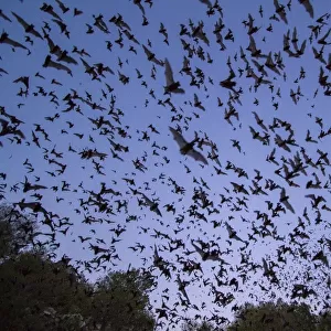 Molossidae Collection: Brazilian Free-tailed Bat