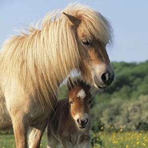 Miniature shetland pony (Equus caballus) mother and foal in field, UK