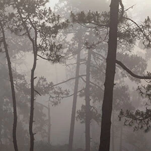 Misty Pine (Pinus) forest. Milpa Alta forest, outskirts of Mexico City, Mexico. June