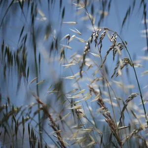 Mixed grasses in a grass meadow including Oat grass (Avena sp) and False oat grass