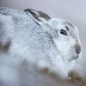 Mountain hare (Lepus timidus) on snow, Cairngorms National Park, Scotland. January