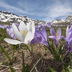 Neapolitan crocus (Crocus neapolitanus) in bloom after the snow melt, high in the Apennines, Campo Imperatore, Abruzzo, Italy. May