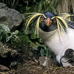 Penguins Collection: Northern Rockhopper Penguin