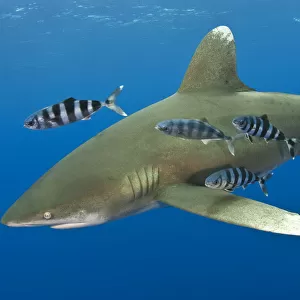 O Collection: Oceanic Whitetip Shark