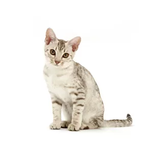Cats (Domestic) Collection: Ocicat