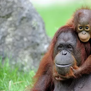Apes Collection: Orangutan