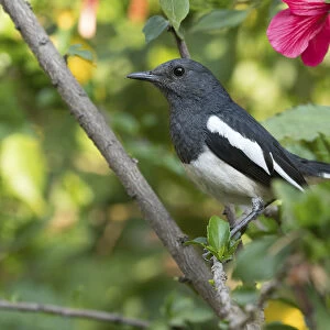 Chats And Flycatchers Collection: Oriental Magpie Robin