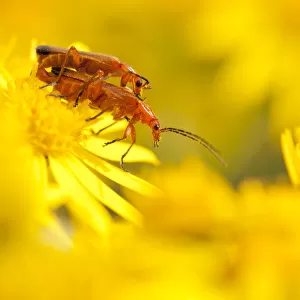 Beetle Collection: Soldier Beetles