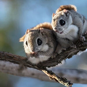 Pair of Siberian flying squirrel (Pteromys volans orii) emerging from nest early in morning during winter reproductive season. Hokkaido, Japan. March
