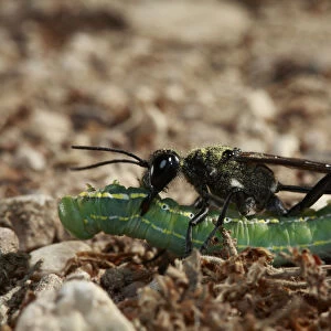 Parasitoid wasp (Ichneumonidae) carrying a large paralysed caterpillar to its nesting hole