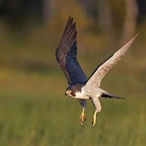 Peregrine falcon (Falco peregrinus) in flight, Vaala, Finland, June