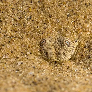 Viper Adder Collection: Namib Dwarf Sand Adder