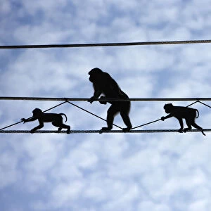 Pigtail Macaques (Macaca nemestrina) crossing purpose-built primate wires"
