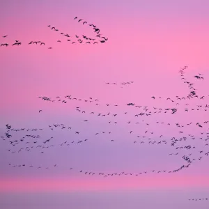 Pink-footed Geese (Anser brachyrhynchus) in flight at dusk. The Wash. Norfolk, January