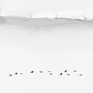 Pink-footed goose (Anser brachyrhynchus) flock flying in mist, Cromarty Firth, Highlands