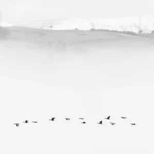 Pink-footed goose (Anser brachyrhynchus) flock flying in mist, Cromarty Firth, Highlands, Scotland, UK April