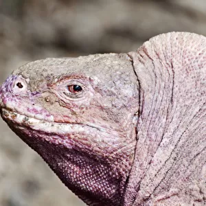 Pink iguana (Conolophus marthae) Northern caldera rim, Wolf Volcano, Isabela Island