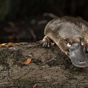 Platypus (Ornithorhynchus anatinus) just released onto a log in Little Yarra River