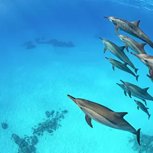 Pod of Spinner dolphins (Stenella longirostris) swimming close to the surface. Sataya Reef, Fury Shoal, Marsa Alam, Egypt. Red Sea