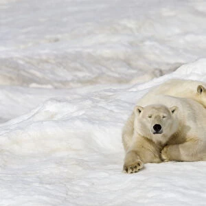 Polar bear (Ursus maritimus) female with young, age one year and a half, resting on the ice