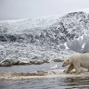 Polar bear (Ursus maritimus) walking on dead whale carcass, Svalbard, Norway, September