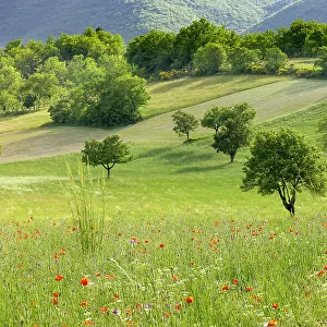 Poppies (Papaver sp.) flowering in a field with scattered trees and woodland, near Preci, Umbria, Italy. May, 2022