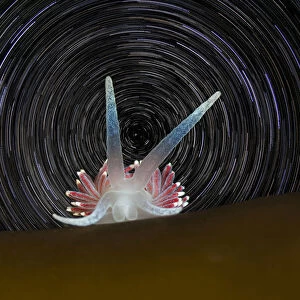 Portrait of a Nudibranch (Flabellina pellucida) on a kelp frond with star trails