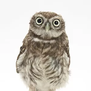 Portrait of a young Little Owl (Athene noctua)